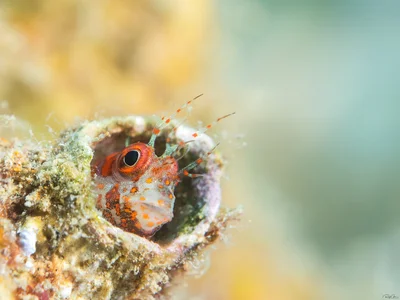 Fringed Blenny