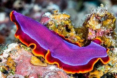 Fuchsia Flatworm