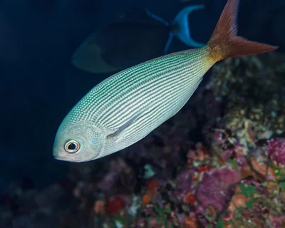 Fusilier Snapper