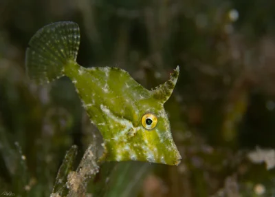 Fuzzy Filefish