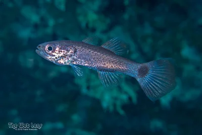 Gelatinous Cardinalfish