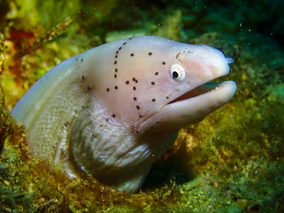 Geometric Moray