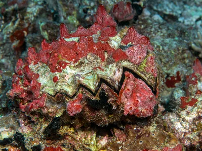 Giant Honeycomb Oyster