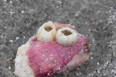 Giant Rock Barnacle