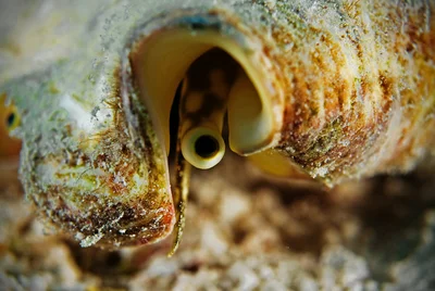 Giant Spider Conch