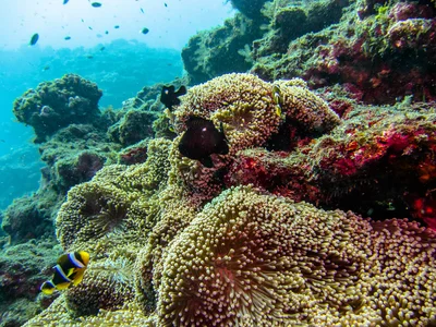 Gigantic Carpet Anemone