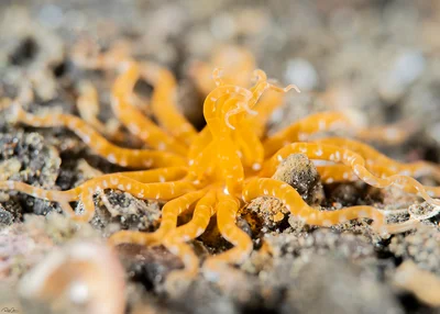 Gilbert's Burrowing Anemone