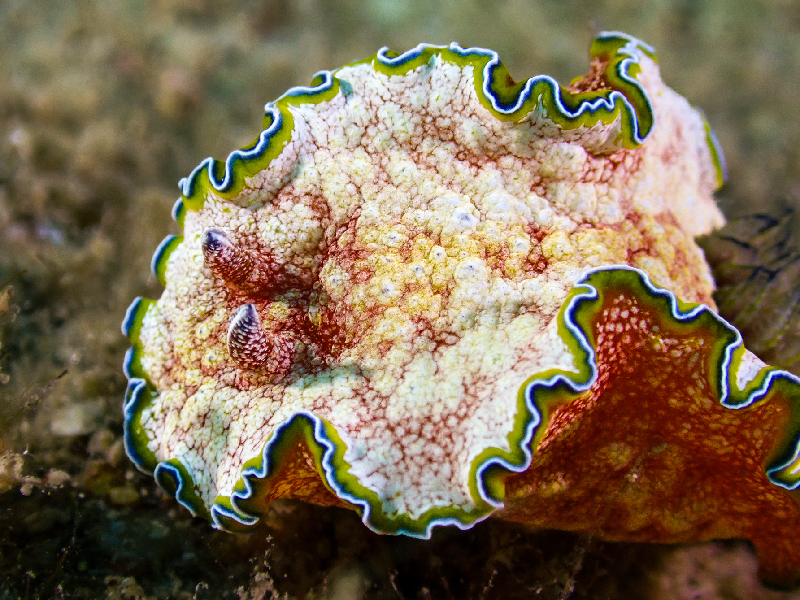 Girdled Glossodoris (Glossodoris cincta) - dangerous marine animal in the Red Sea