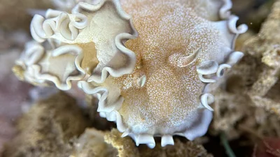 Glossodoris hikuerensis