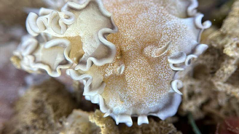 Glossodoris hikuerensis