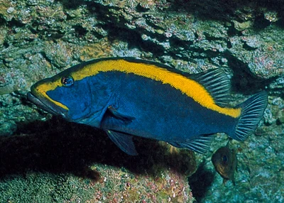 Gold-Ribbon Soapfish