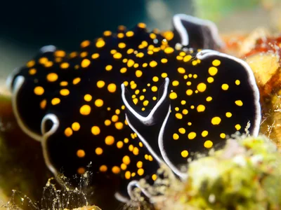 Gold-speckled Flatworm