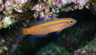 Golden Dottyback