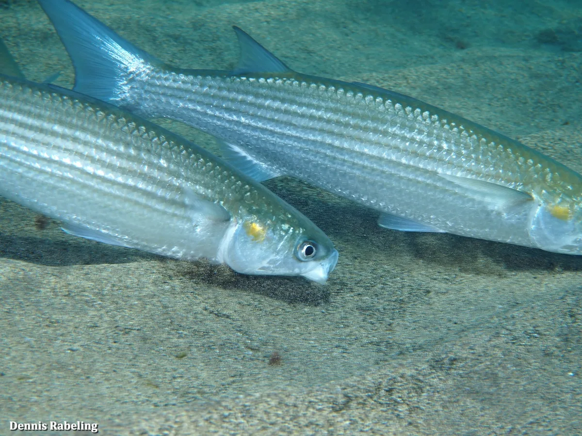 Golden Grey Mullet