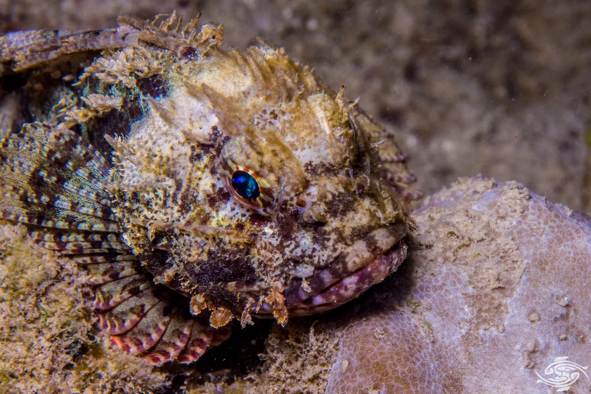 Golden Scorpionfish