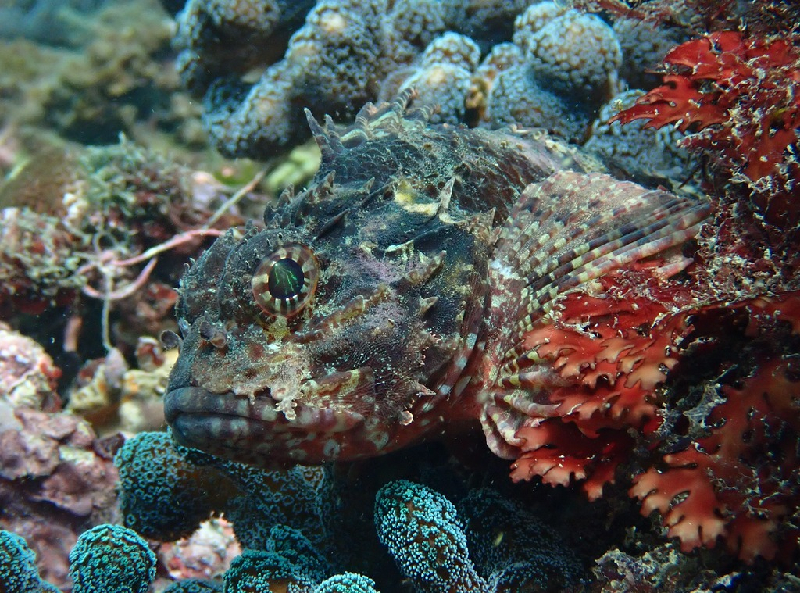 Golden Scorpionfish (Parascorpaena aurita) - dangerous marine animal in the Red Sea