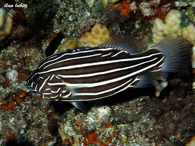Goldenstriped Soapfish
