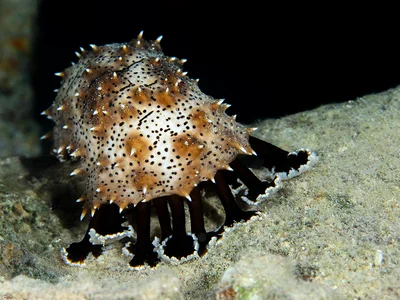 Graeffe's Sea Cucumber