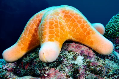 Granulated Sea Star