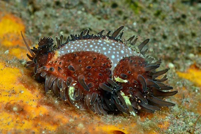 Grape Cowrie