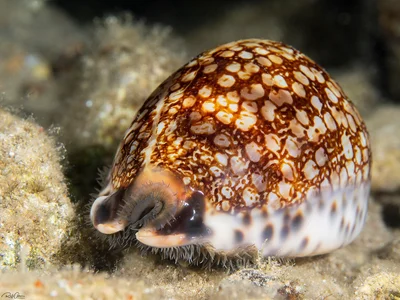 Gray's Cowrie