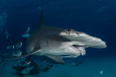 Great Hammerhead