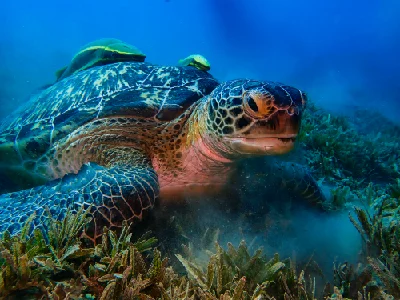 Green Sea Turtle