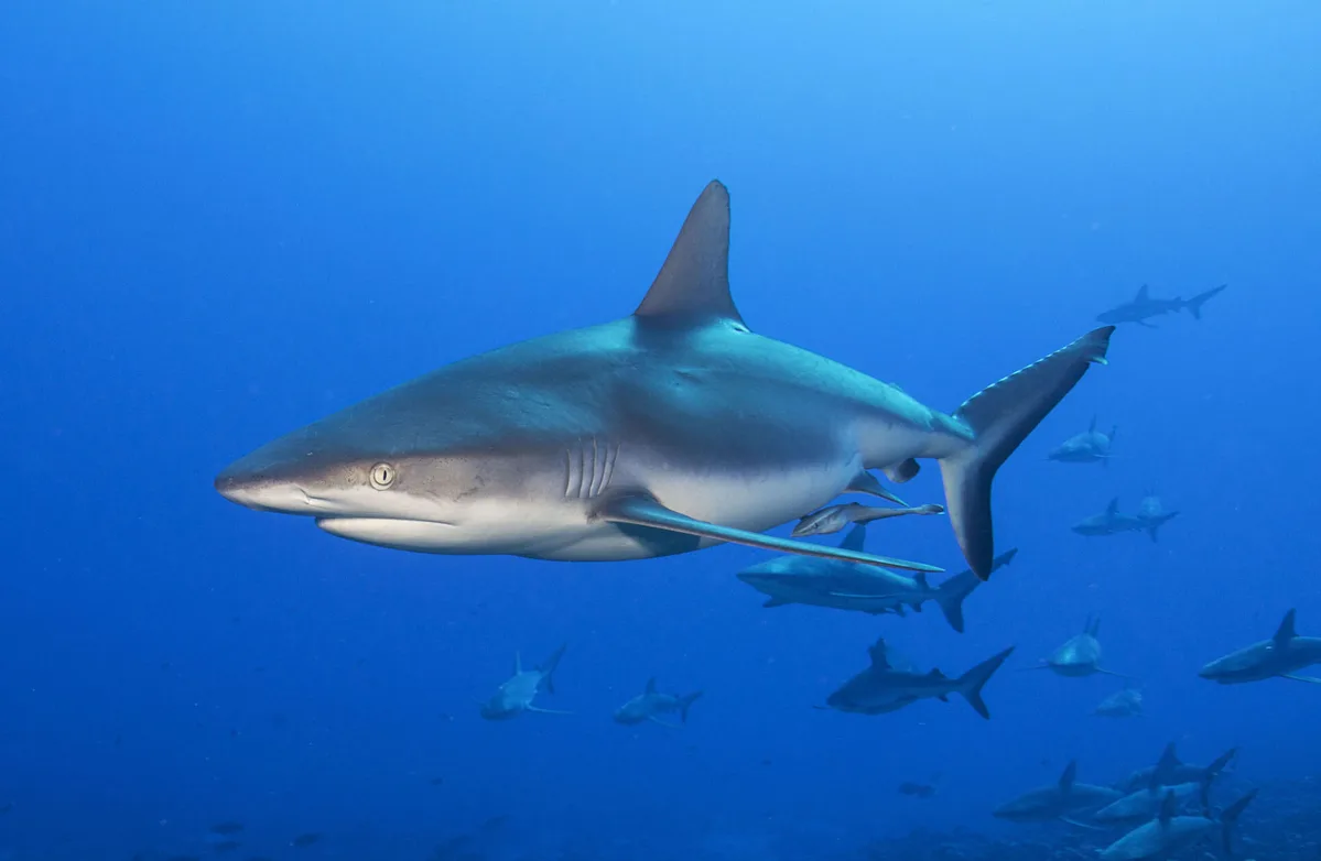 Grey Reef Shark