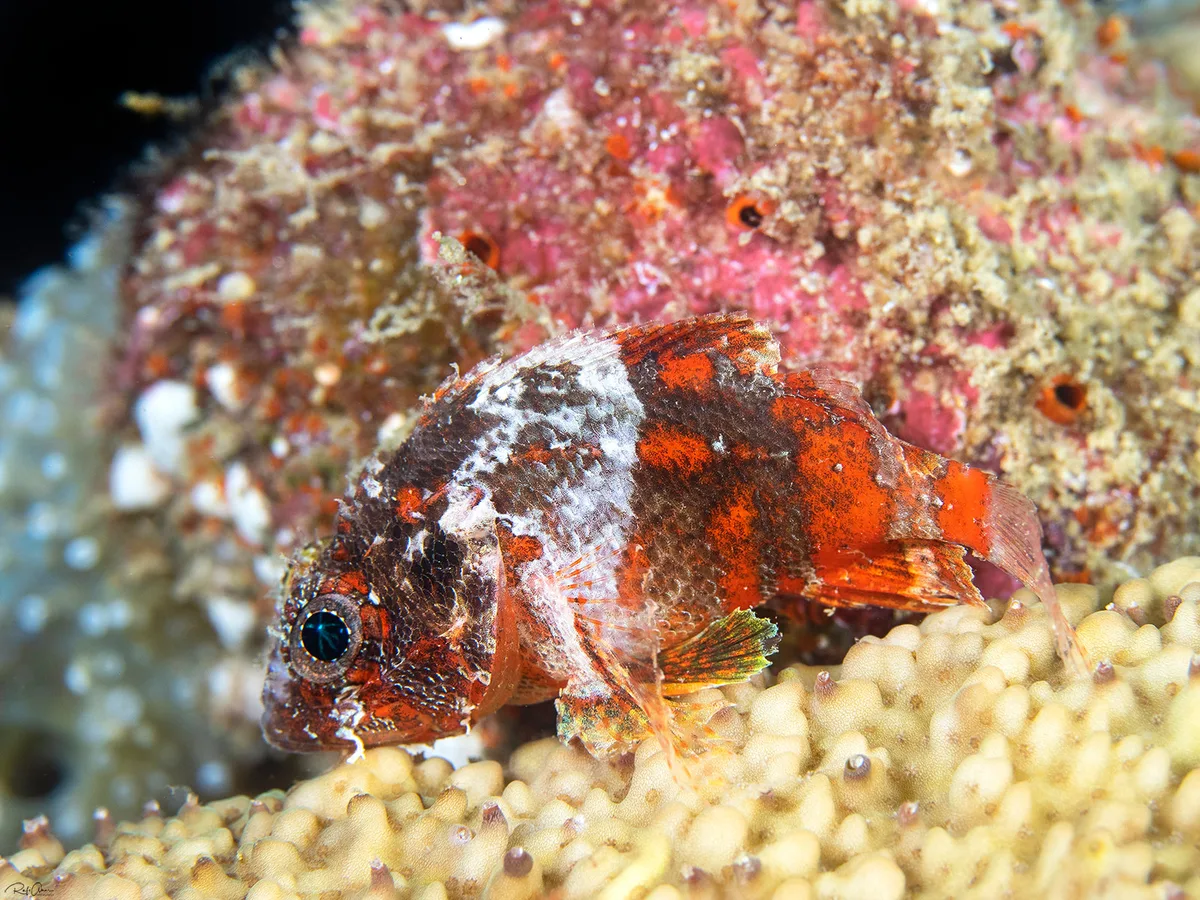 Guam Scorpionfish