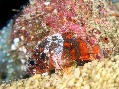 Guam Scorpionfish