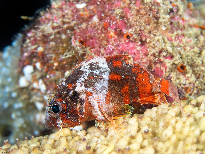 Guam Scorpionfish (Scorpaenodes guamensis) - dangerous marine animal in the Red Sea