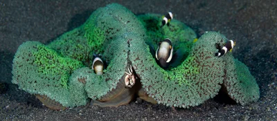 Haddon's sea anemone