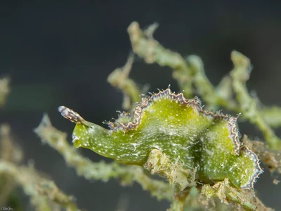 Hairy Elysia