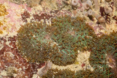 Hairy Mushroom Coral