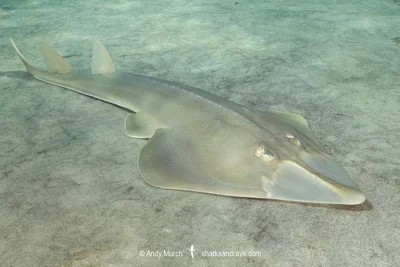 Halavi Guitarfish