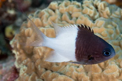 Half-and-half Chromis
