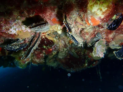 Hammer Oyster