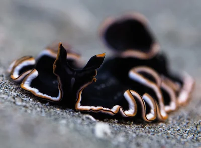Hancock's Flatworm