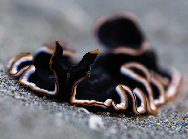 Hancock's Flatworm (Pseudobiceros hancockanus) - dangerous marine animal in the Red Sea