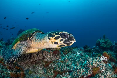 Hawksbill Turtle