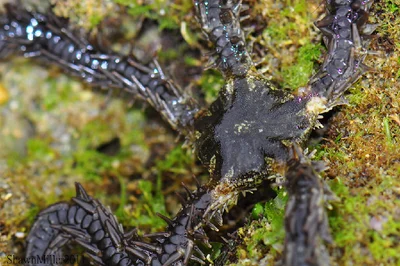 Hedgehog Brittle Star