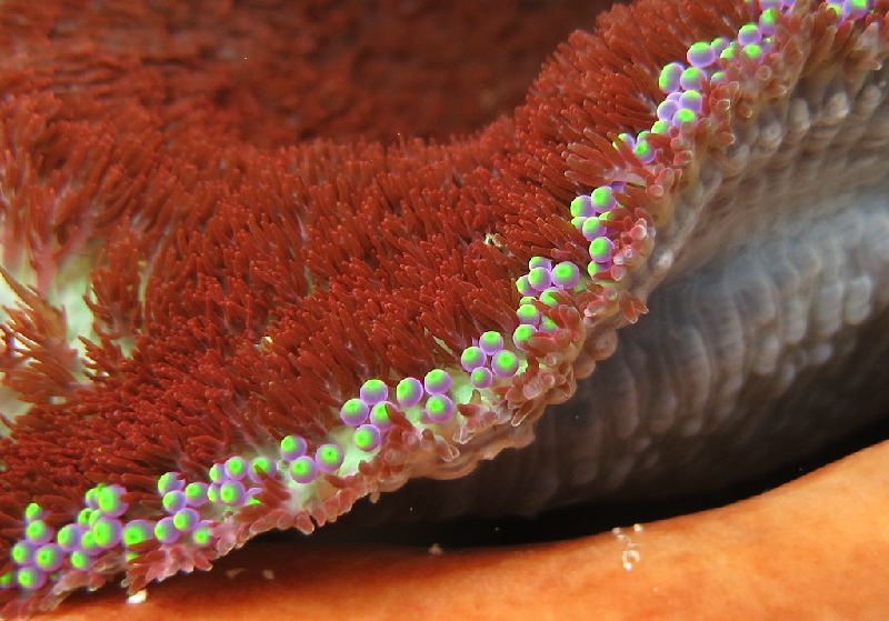 Hemprich's Anemone (Heterodactyla hemprichii) - dangerous marine animal in the Red Sea