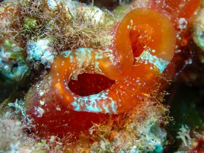 Red-throated Ascidian