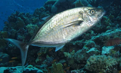 Herring Scad