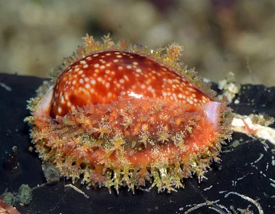 Honey Cowrie