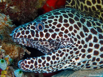 Honeycomb Moray