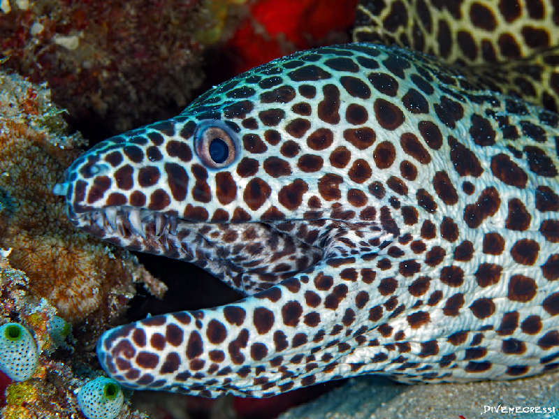 Honeycomb Moray (Gymnothorax favagineus) - dangerous marine animal in the Red Sea