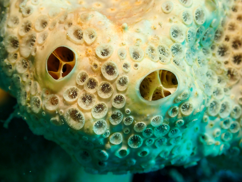 Honeycomb Sponge (Crella cyathophora) - a Red Sea endemic species