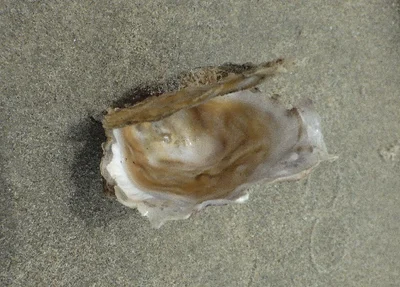 Hooded Oyster