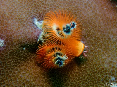 Horned Christmas Tree Worm